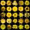 Collage of natural and surreal yellow flowers 25 in 1