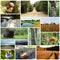 Collage of nature photos