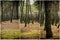 Collage nature, pine forest