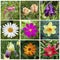 Collage of nine beautiful vibrant garden flowers. Square shape