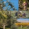 Collage of olive trees