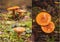 Collage of orange milk cap mushrooms in the forest