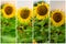 Collage of organic fresh sunflowers in a field close-up. Beautiful floral summer background on different topics