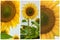 Collage of organic sunflowers close-up. Beautiful summer background on different topics