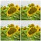 Collage of organic sunflowers close-up. Beautiful summer square background on different topics
