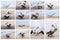 Collage of pelicans on Ballestas Islands,Peru South America in Paracas National park.Flora and fauna