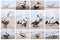 Collage of pelicans on Ballestas Islands,Peru South America in Paracas National park.Flora and fauna