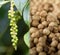 Collage of pepper fruit (lat. Piper nigrum)