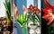 Collage photo of red amaryllis blooming in a pot