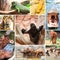 Collage photo of some wild animals zoo