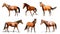 Collage with photos of horses on background, banner design. Beautiful pet