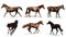 Collage with photos of horses on background, banner design. Beautiful pet