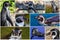 A collage of photos  a Humboldt penguin Spheniscus humboldti