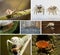 A collage of photos of insects