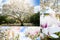 Collage of Pink Magnolia Tree