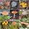 Collage of poisonous mushrooms