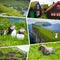 Collage of popular tourist destinations in Faroes Islands.  Travel background. Faroe Islands. Denmark. Europe