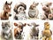 Collage of portraits of cute farm animals with flowers on white background