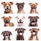 Collage of portraits of dogs of staffordshire terrier breeds, different colors and emotions,