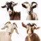 collage of portraits of goats of different breeds and colors, for advertising livestock products and packaging design