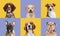 Collage of purebred dogs isolated over multicolored background.