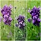 Collage of purple lavender