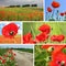 Collage red poppies