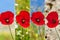 Collage red poppies against the sky