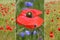 Collage of red poppies in the field and one poppy flower