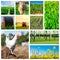 Collage representing several farm animals and farmland