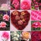 Collage of rose blossoms and rose flower heart