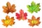 Collage set of autumn leaves. Top view on various multicolored maple leafes made of fabric. Decoration elements