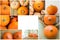 Collage set of photos with different kinds of pumpkins at market patch on wood in wicker basket. Thanksgiving autumn fall harvest