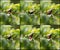 Collage set of Scarlet backed Flowerpecker bird on tree eating y