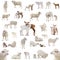 Collage of sheep in various situations isolated on a white