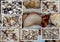 Collage of shells washed up on the sandy shore at Hutt\'s beach near Bunbury western Australia