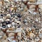 Collage of shells washed up on the sandy shore at Hutt\'s beach near Bunbury western Australia on a fine sunny winter morning.