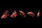 Collage Small Beautiful Orange Betta fish or Cupang or Siamese Fighting Fish, at Black background