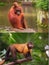 Collage of small monkeys sitting on a tree.