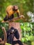 Collage of small monkeys sitting on a tree.