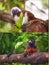 Collage of small monkeys sitting on a tree.