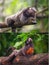 Collage of small monkeys sitting on a tree.