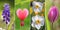 Collage - spring flowers, with bleeding heart, tulip, muscari a