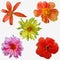 Collage with stylized colorful flowers isolated on white background.