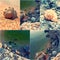 Collage of summer beach images for nature and travel concept illustration. Rocky beach and spiral shells. Toned images