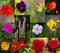 Collage of summer flowers in bloom