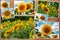 Collage of sunflowers, blue sky, field of sunflowers.