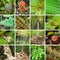 Collage of Taman Negara National Park