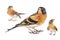 Collage of three Brambling, Fringilla montifringilla, isolated on White Background. Male