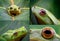 Collage Of A Tiny Green Frog